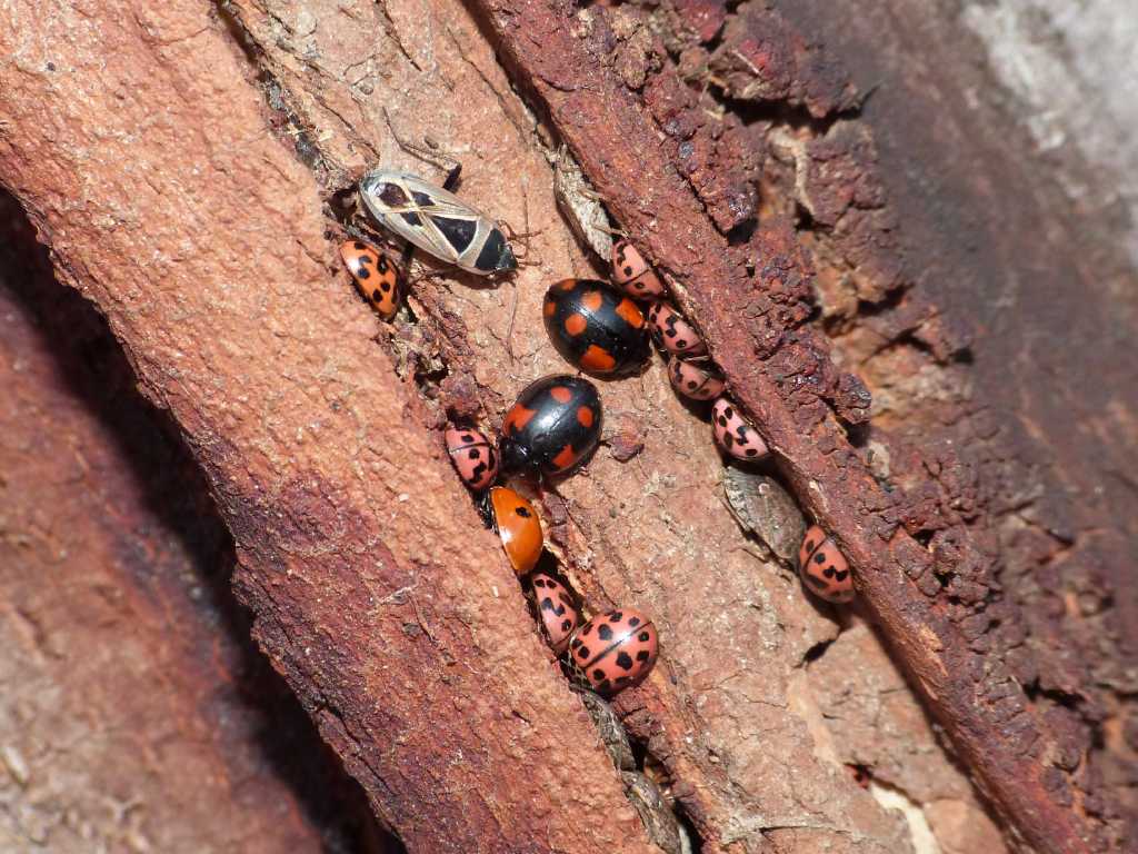Coccinelle svernanti - Torrimpietra (RM)